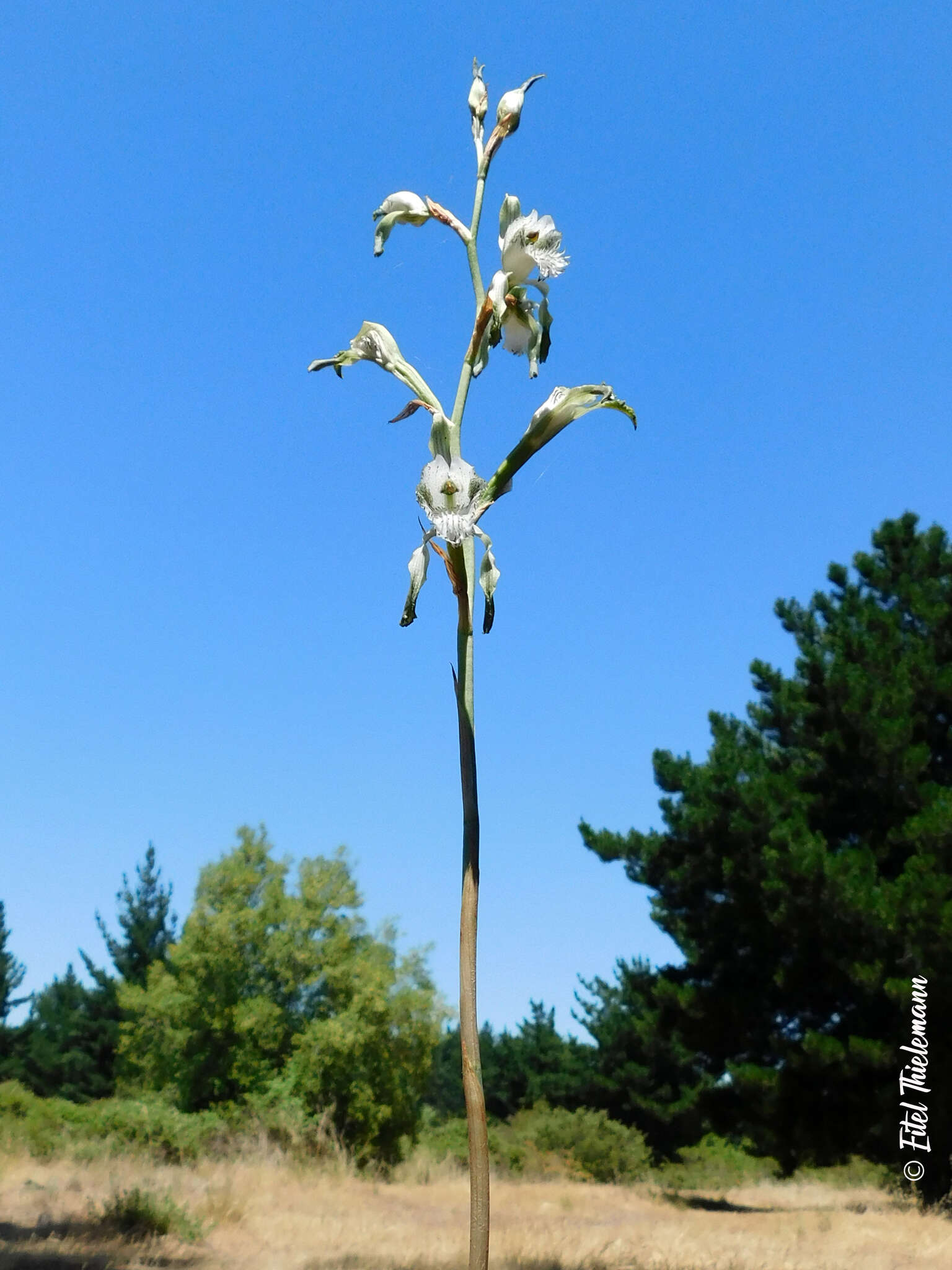 Image of Chloraea piquichen (Lam.) Lindl.