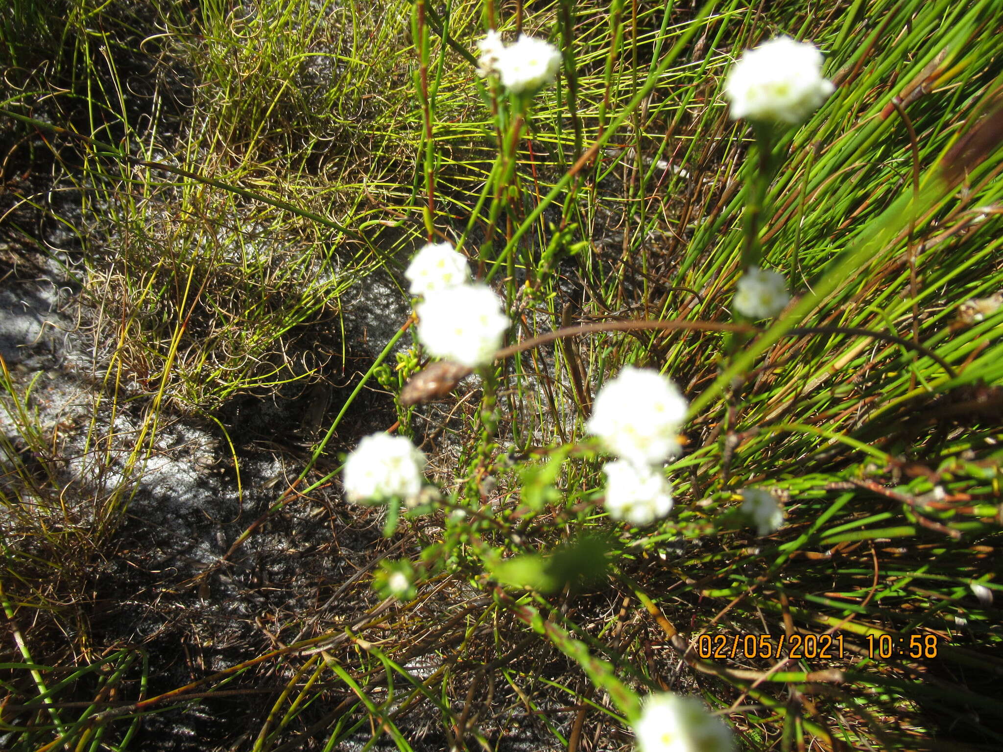 Image of Lachnaea densiflora Meissn.