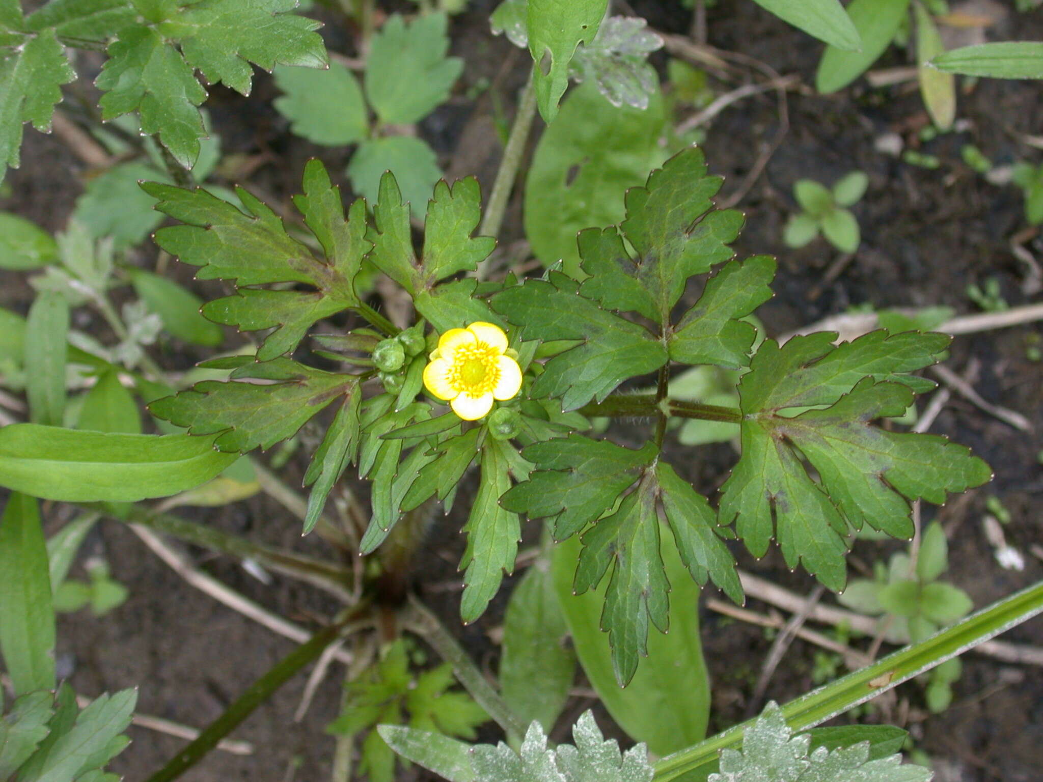 Image de Ranunculus macounii Britton