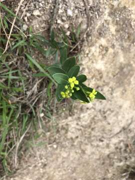 Image of Wikstroemia indica (L.) C. Meyer