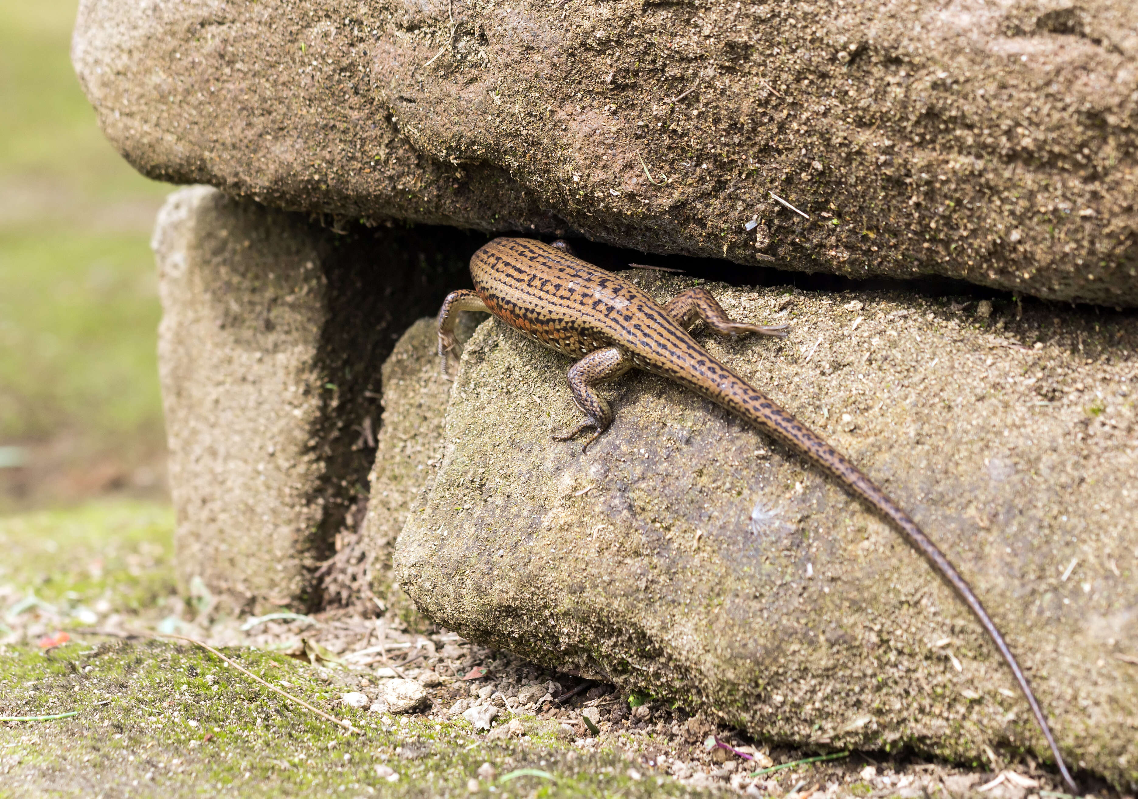 Imagem de Eutropis multifasciata (Kuhl 1820)