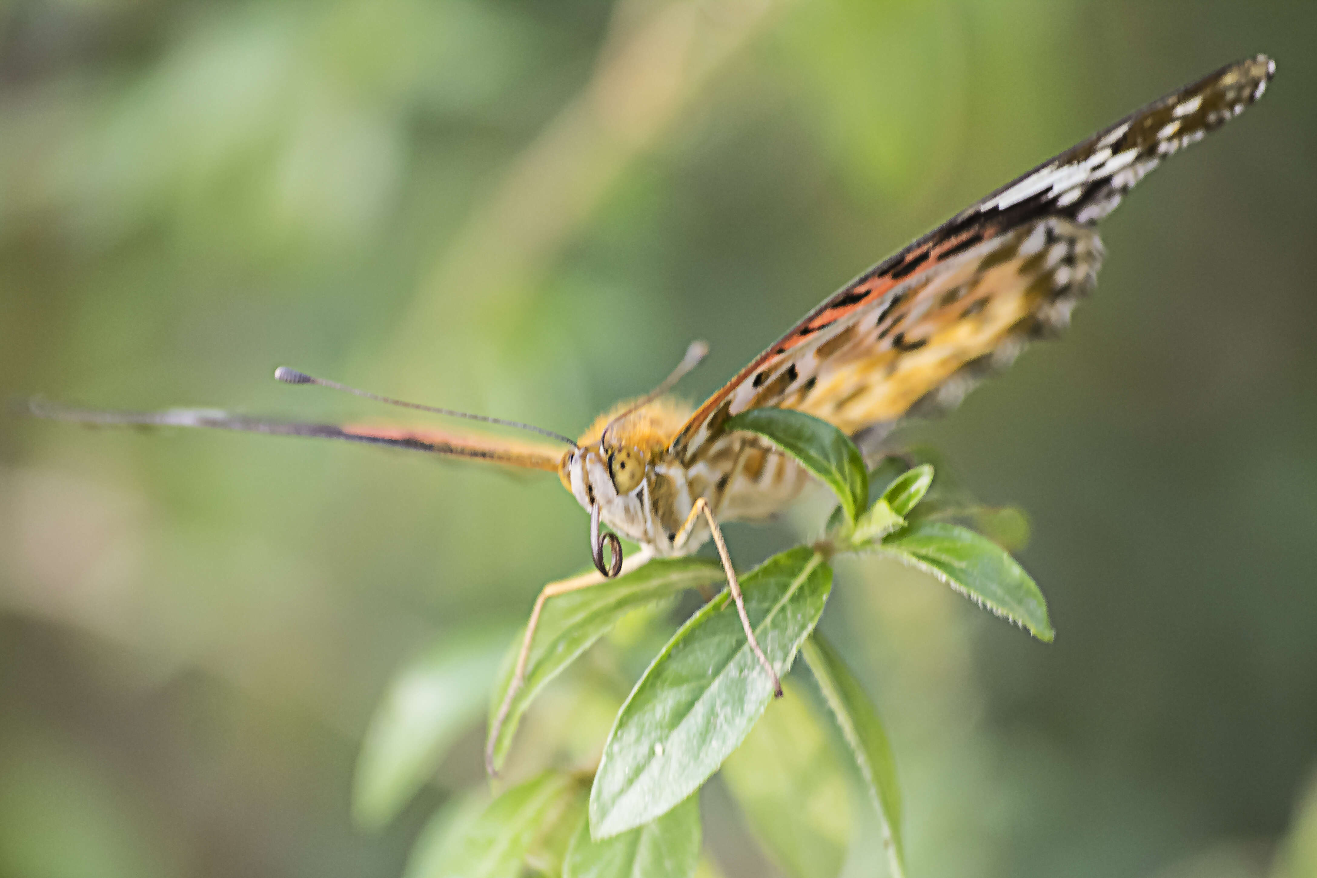 Image of Argynnis hyperbius