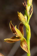 صورة Thelymitra fuscolutea R. Br.