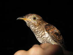 Image of Brush Cuckoo