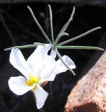 صورة Oxalis canaliculata Dreyer, Roets & Oberl.