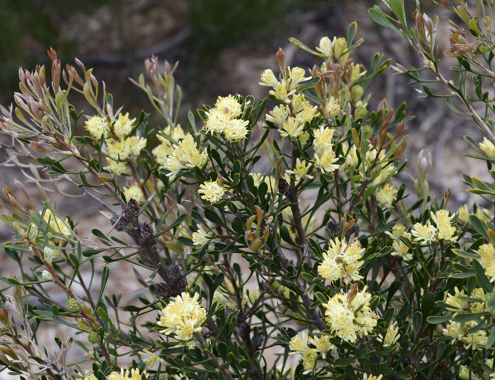 Image of Petrophile squamata R. Br.