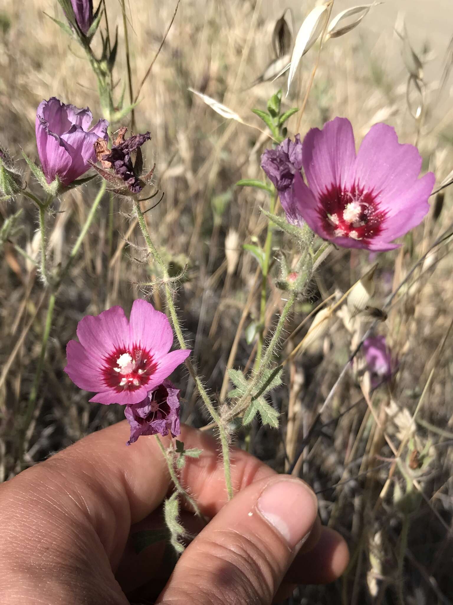 Image of Keck's checkerbloom