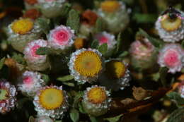 Image de Helichrysum argyrosphaerum DC.