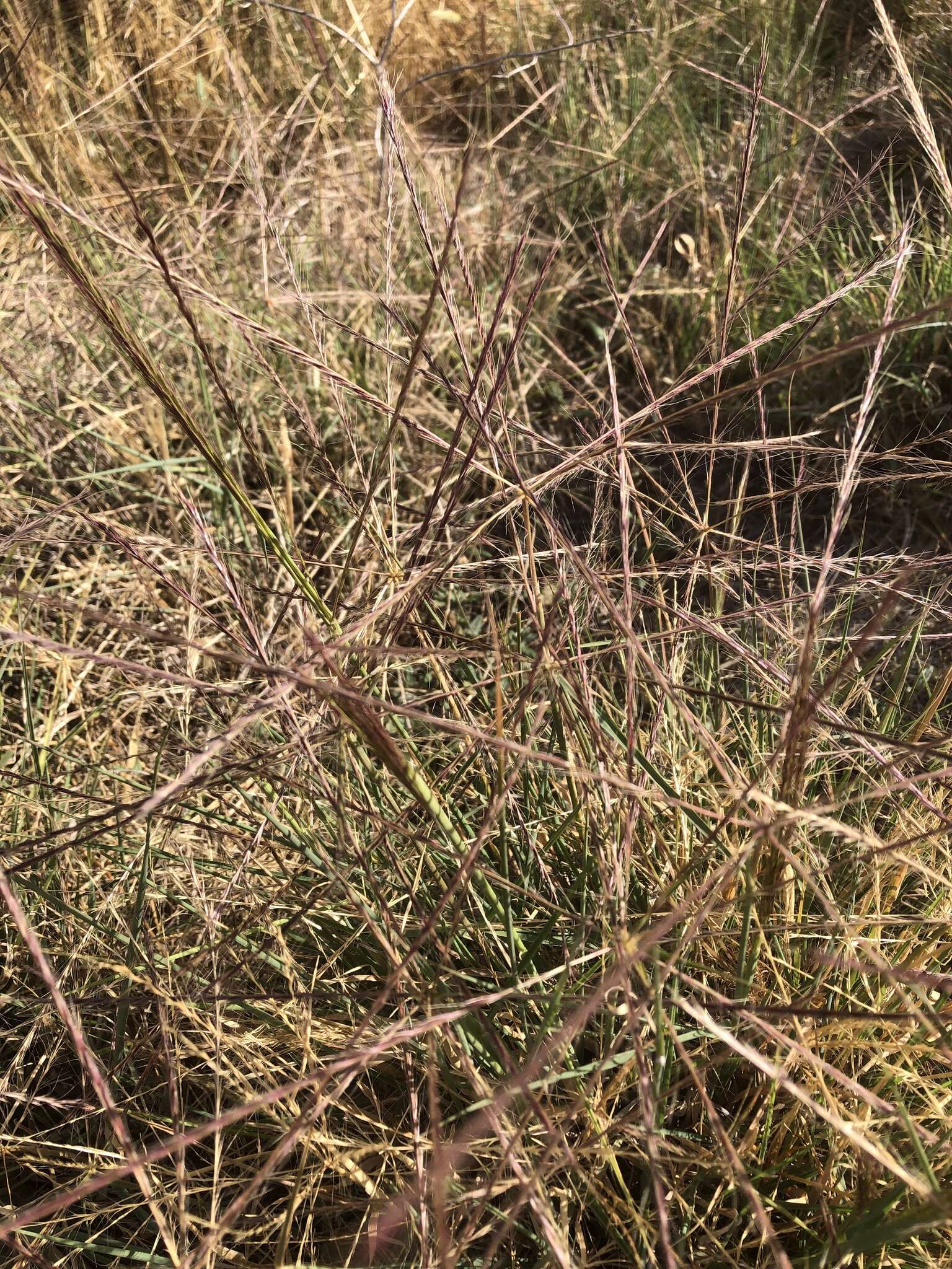 Image of umbrella grass