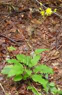 Image of few-leaved hawkweed