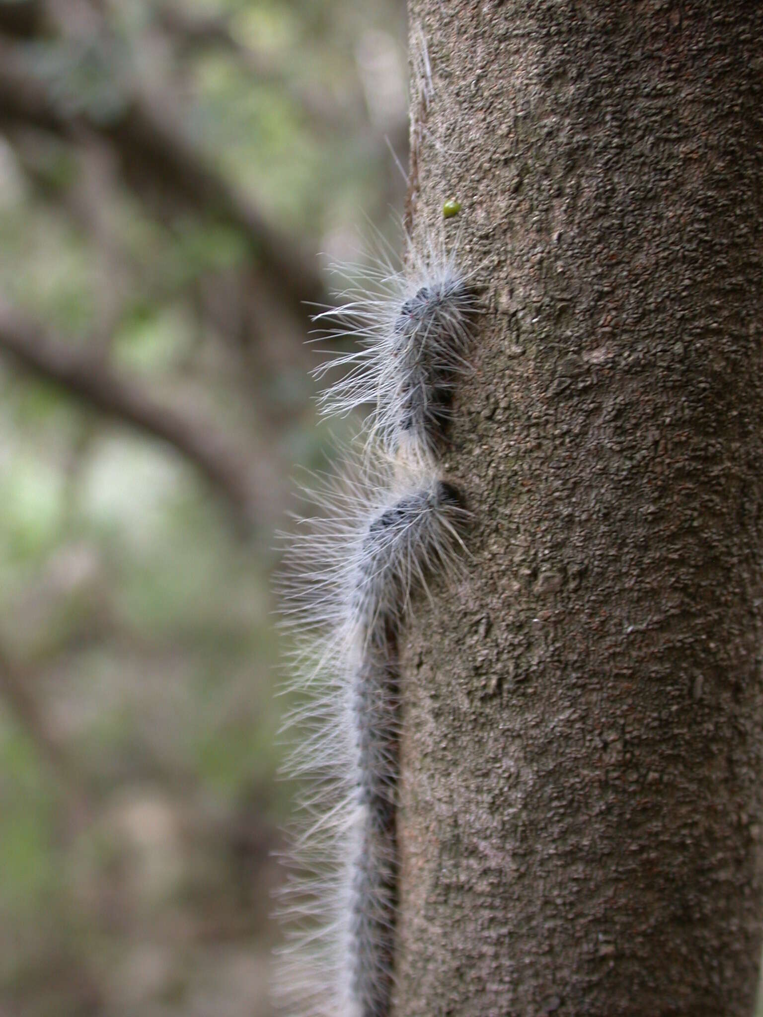 صورة Thaumetopoea solitaria Freyer 1838