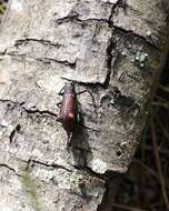 Image of Aegorhinus bulbifer Morrone 1994