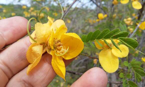 Plancia ëd Senna pallida var. pallida