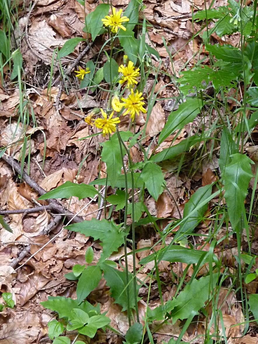 Image of common hawkweed