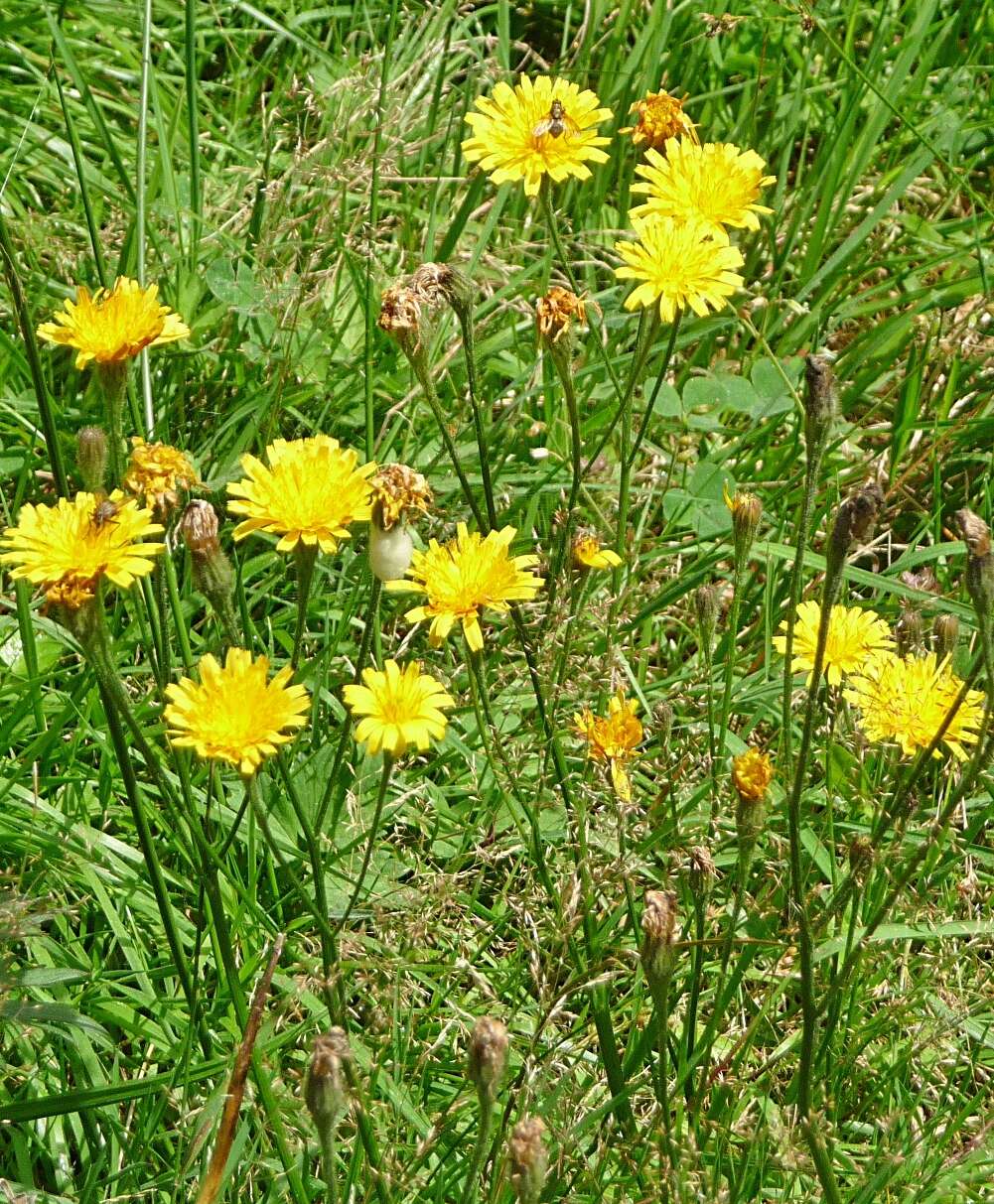 Image of Hairy Cat's-Ear