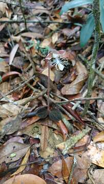 Image de Anoectochilus albolineatus C. S. P. Parish & Rchb. fil.