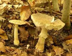 Image of Amanita franchetii (Boud.) Fayod 1889