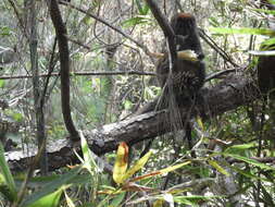 Image of Bamboo Lemur