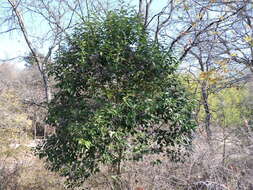 Image of glossy privet