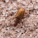 Image of Plaster Beetle