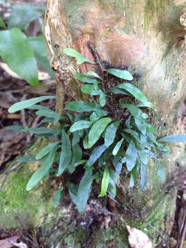 Phymatosorus scandens (G. Forst.) Pic. Serm. resmi