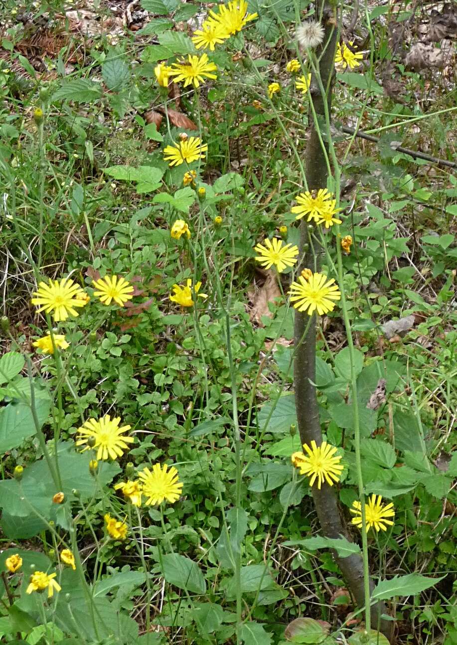 Hieracium laevigatum Willd. resmi