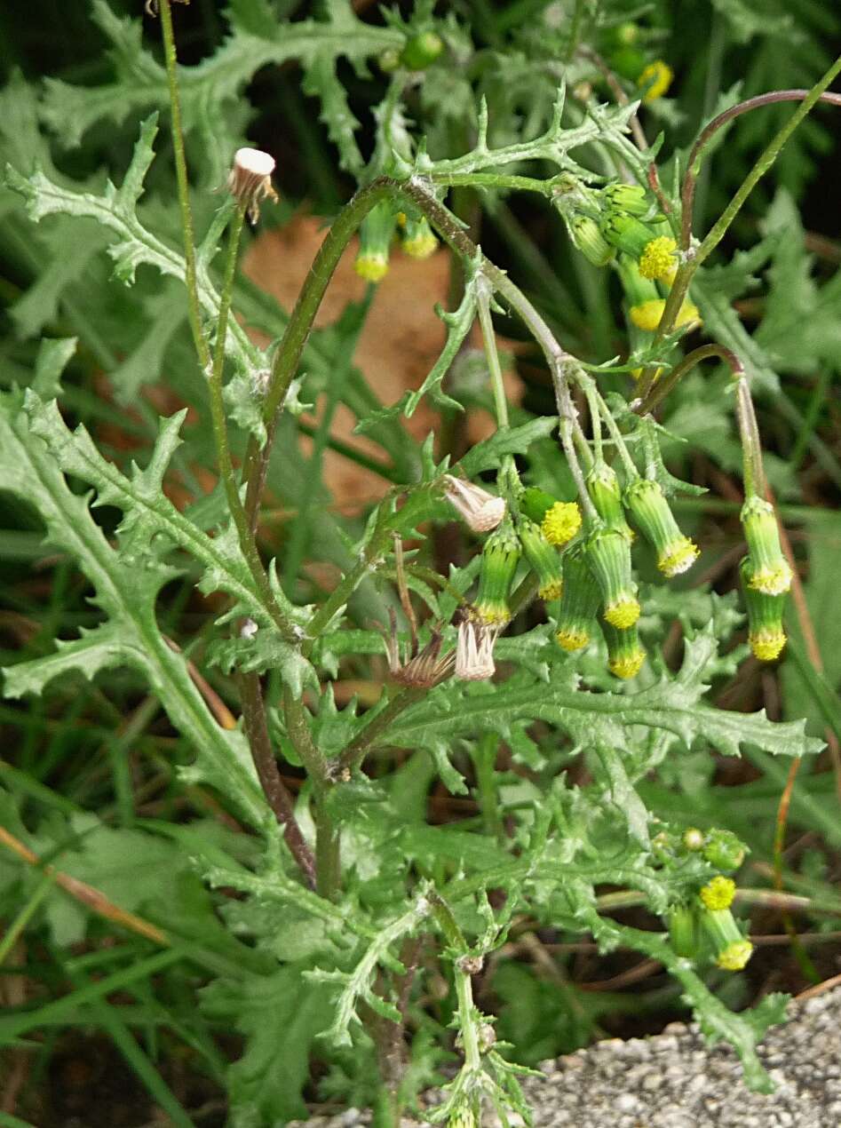 Image of groundsel