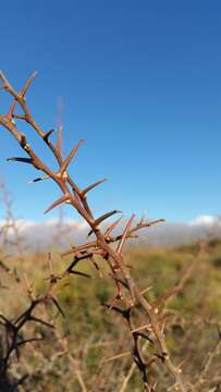 Слика од Bougainvillea spinosa (Cav.) Heimerl