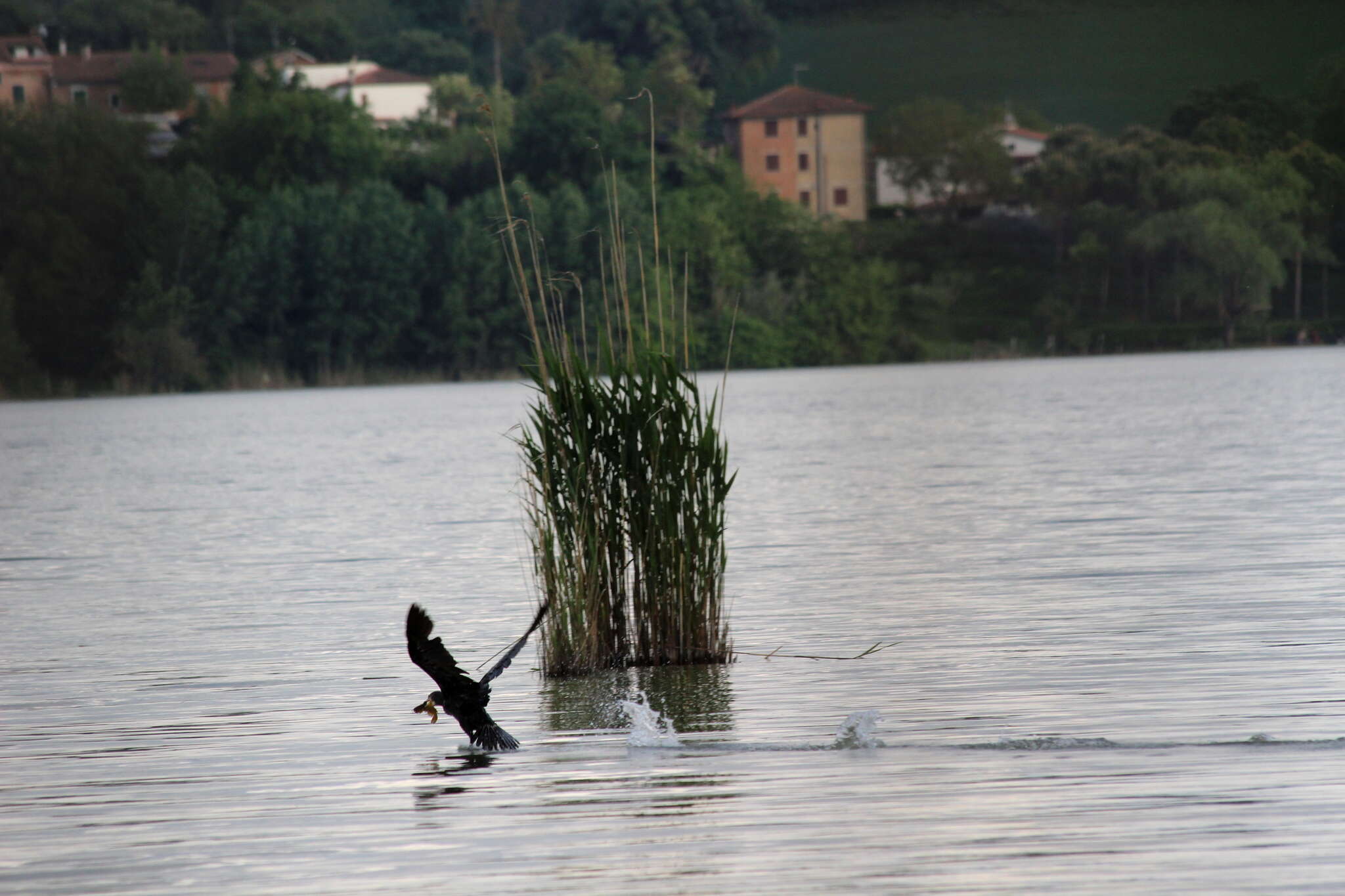 Image of Black Shag