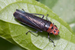 Image of Aulacizes quadripunctata (Germar 1821)