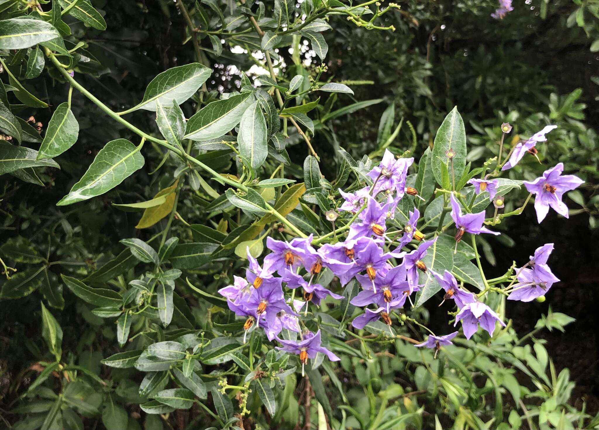 Image of Chilean Nightshade Chilean