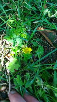 Image of creeping cinquefoil