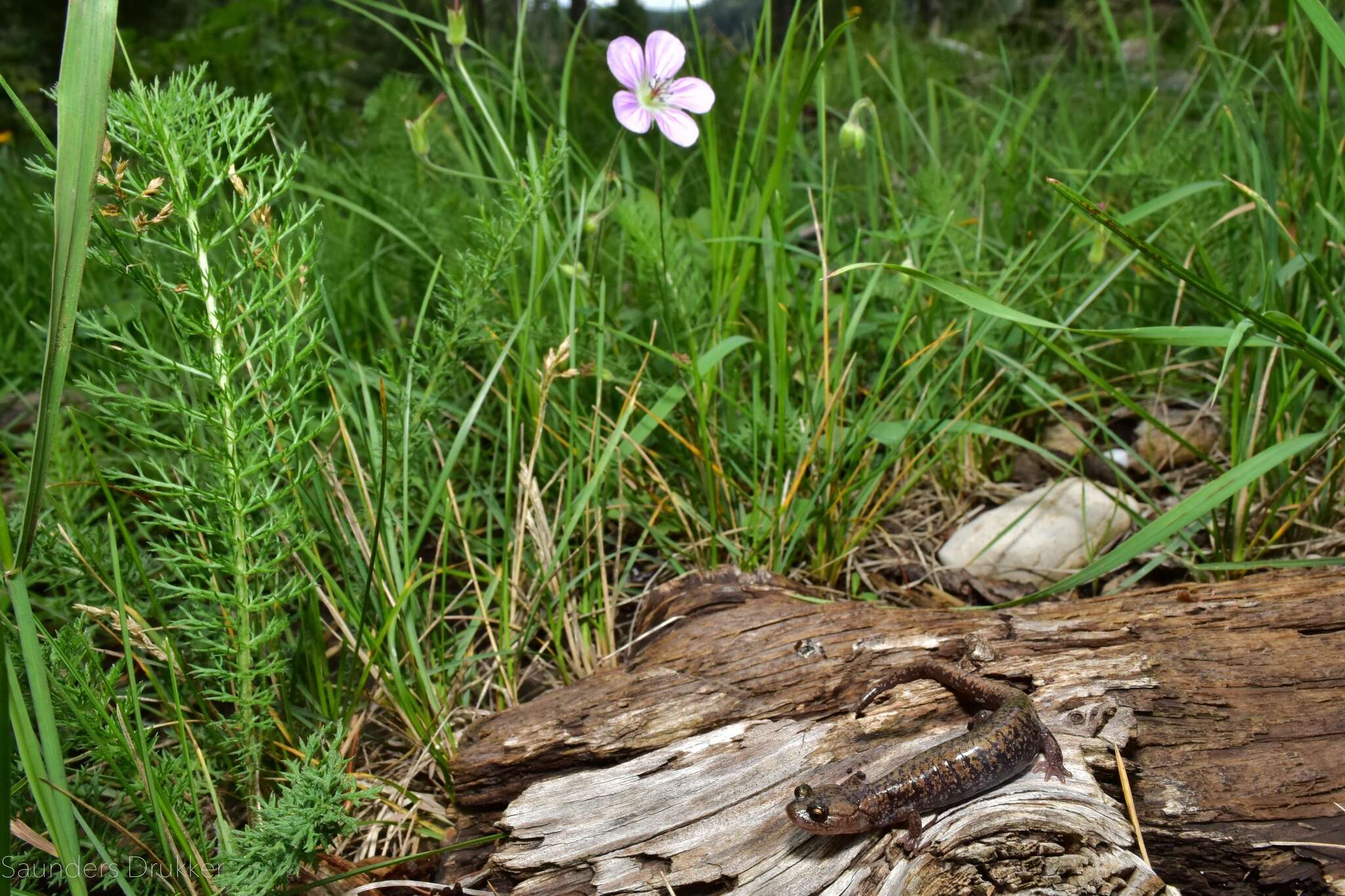 Image of Sacramento Mountain Salamander