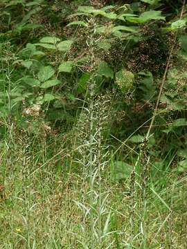 Image of heath cudweed