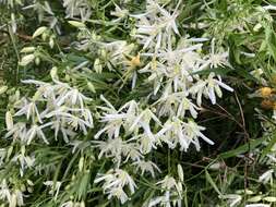 Image of Clematis linearifolia Steud.