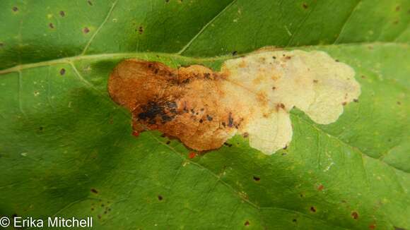 Image of Maple Leafblotch Miner