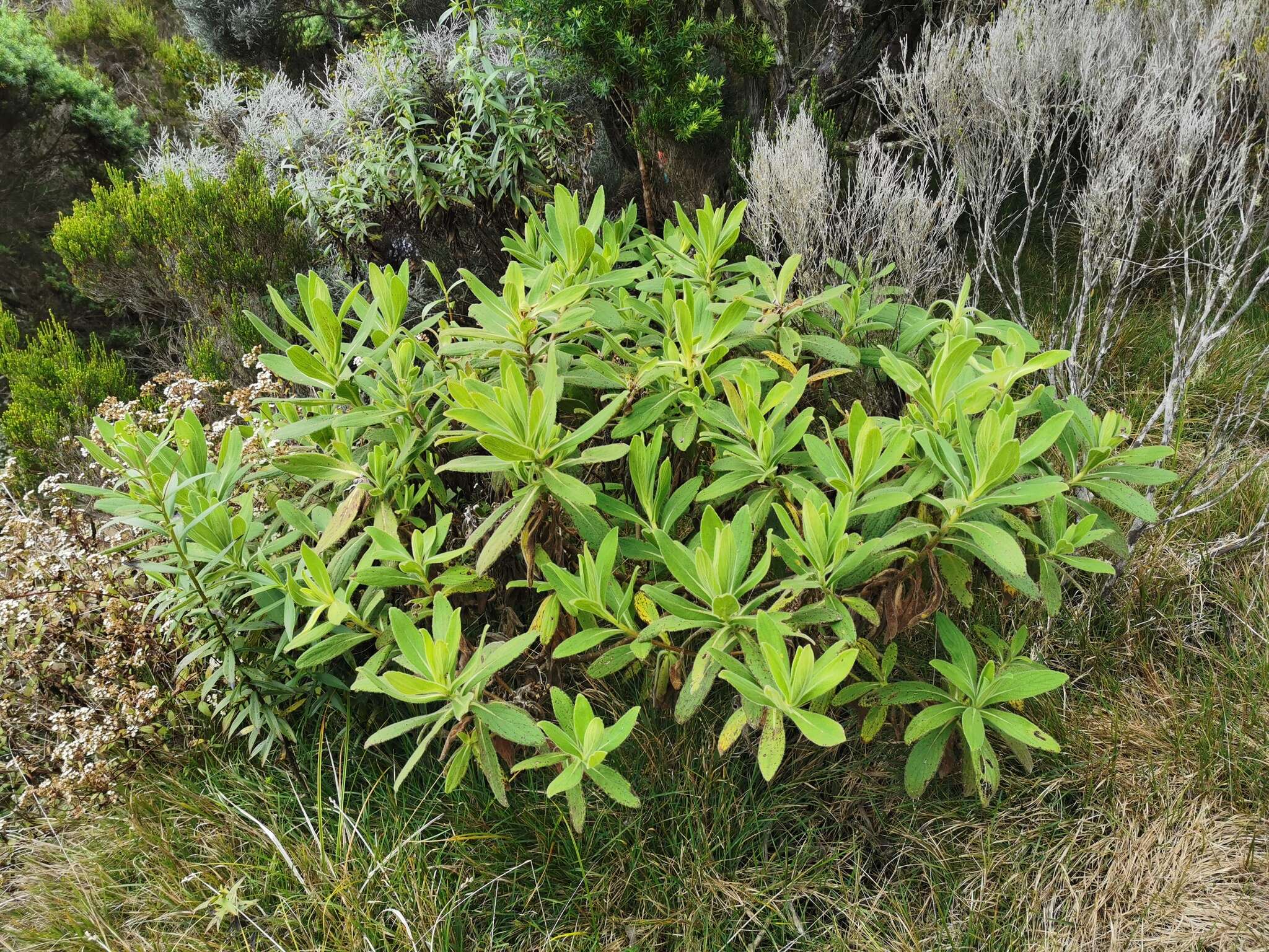 Image of Psiadia anchusifolia (Poir.) Cordem.