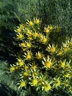 Image of Leucadendron modestum I. Williams