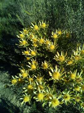 Image of Leucadendron modestum I. Williams