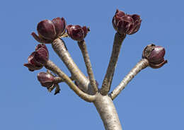 Image of tree aenium