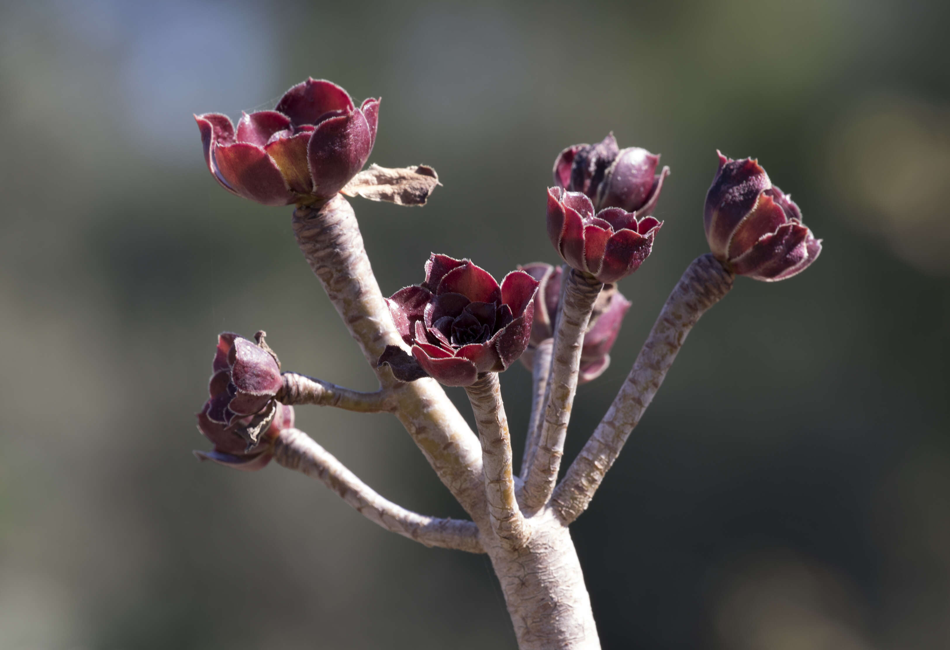 Image of tree aenium