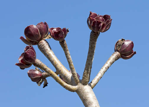 Image of tree aenium