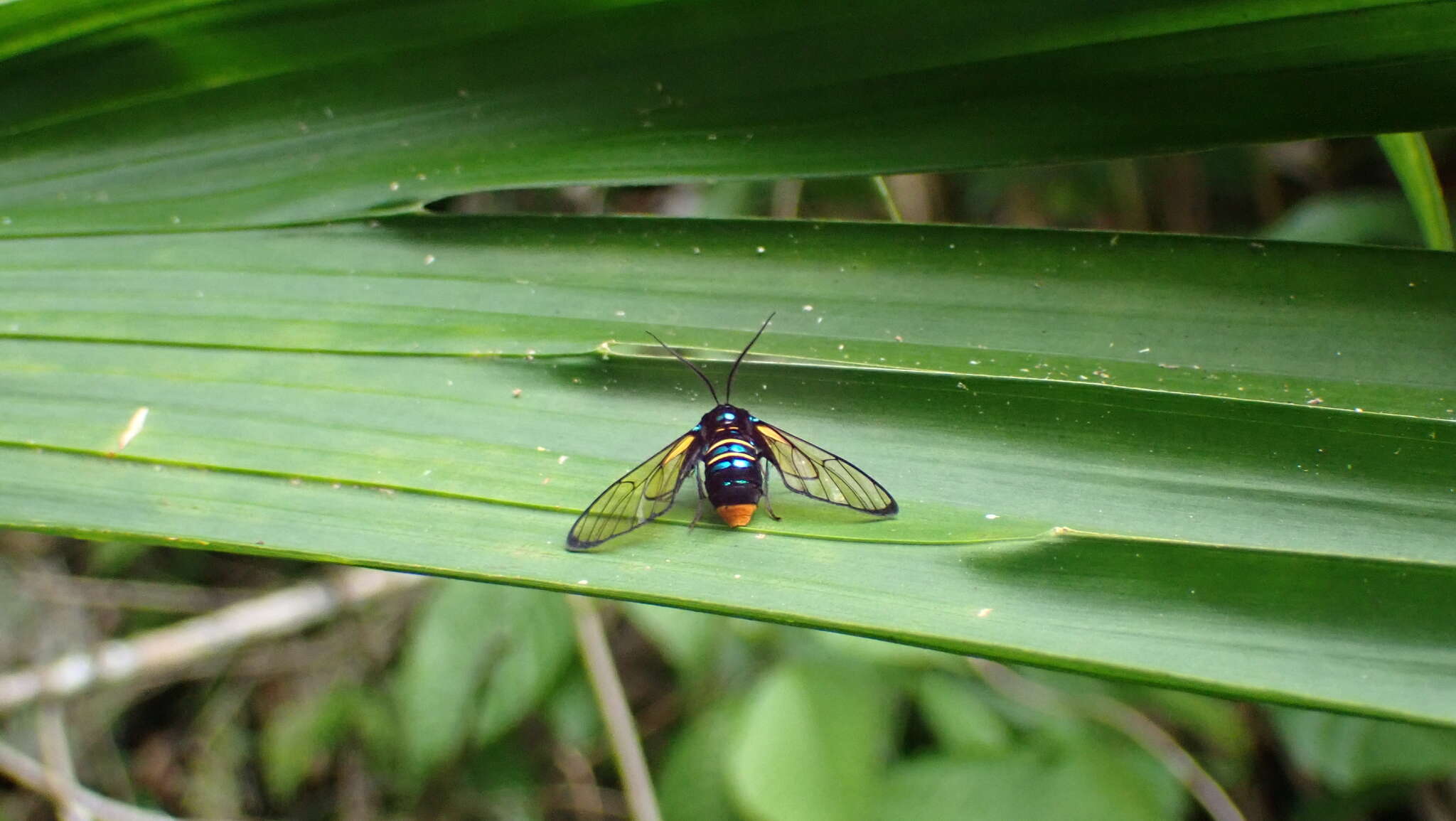 Image of Gymnelia guapila Schaus 1911