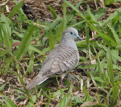 Image of Peaceful Dove