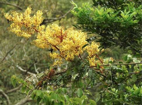 Image of Caesalpinia vernalis Benth.