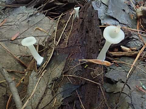 Image of Crepidotus nyssicola (Murrill) Singer 1973