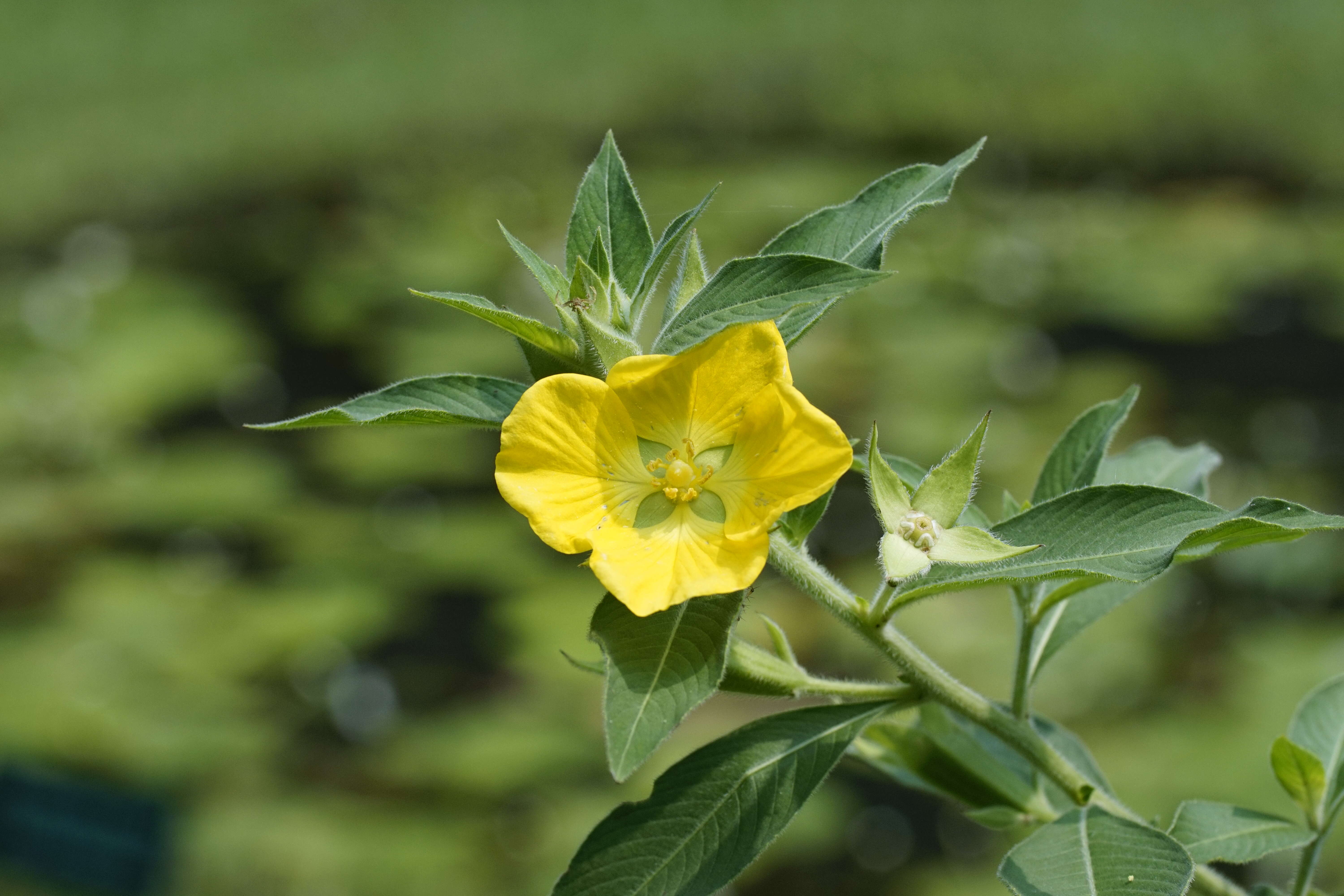 Plancia ëd Ludwigia peruviana (L.) Hara