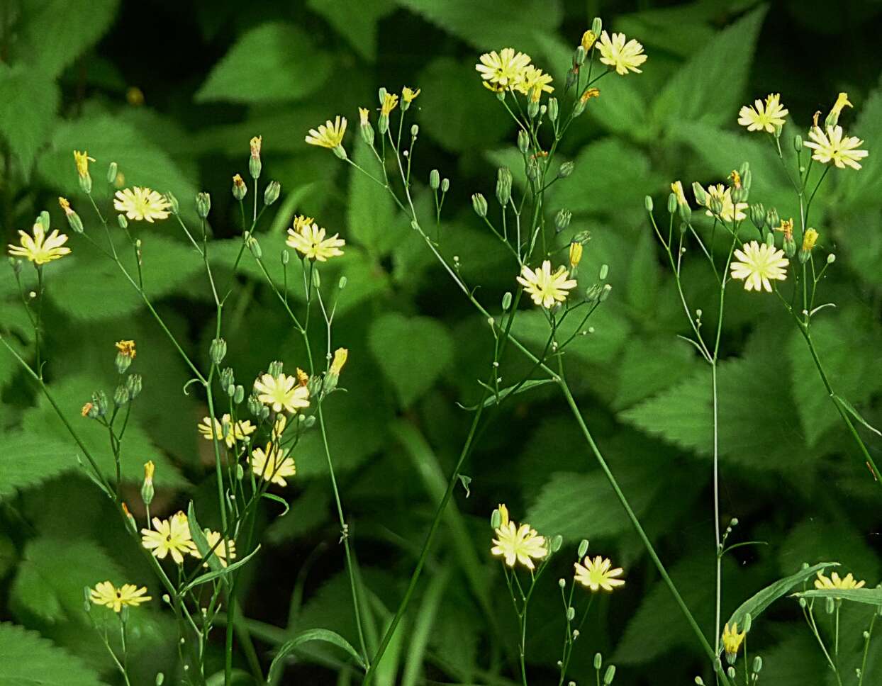 Image of nipplewort