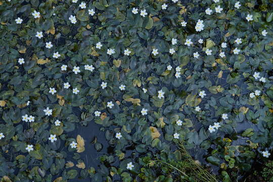 Image of white water snowflake