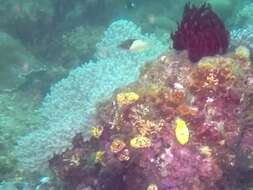 Image of Black-belt hogfish